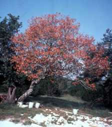 Oak Wilt in Red Oak