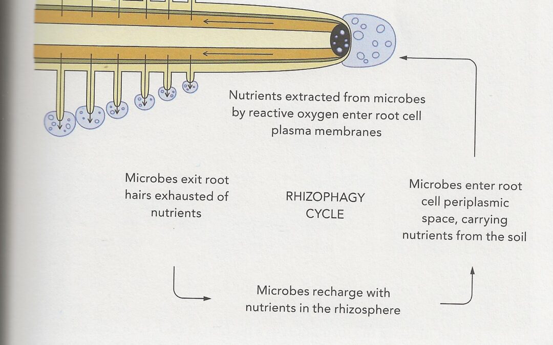 Endophytic Bacteria and the Rhizophagy Cycle